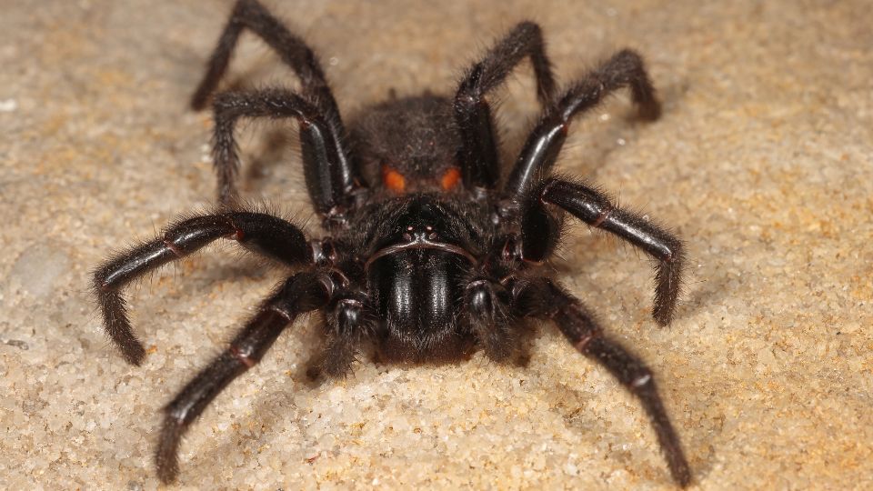 Sydney-tölcsérhálóspók (Atrax robustus)
