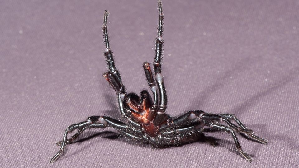 Sydney-tölcsérhálóspók (Atrax robustus)
