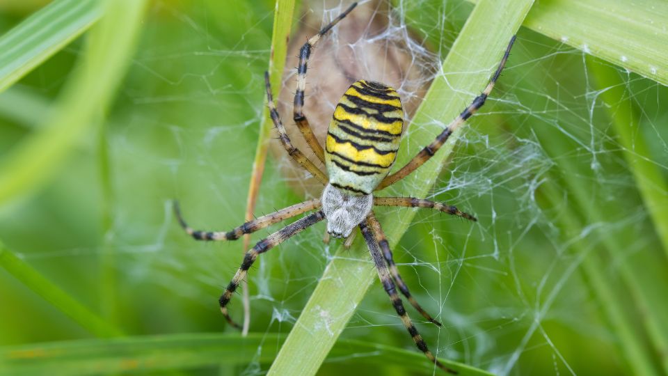 Darázspók (Argiope bruennichi)