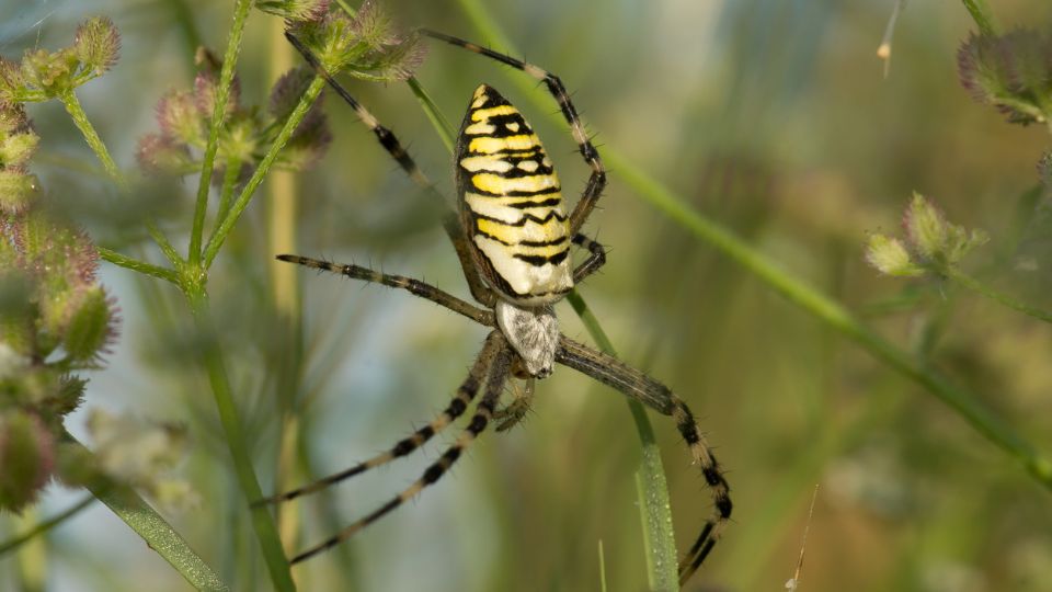 Darázspók (Argiope bruennichi)