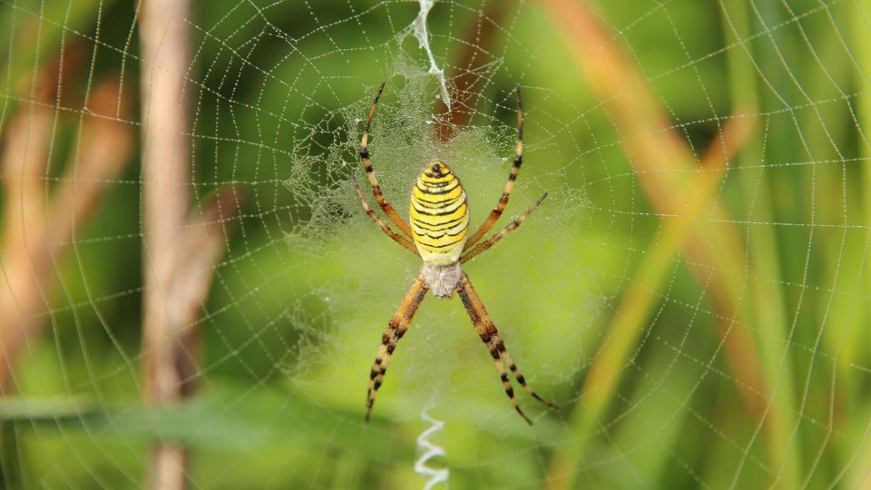 Darázspók (Argiope bruennichi)